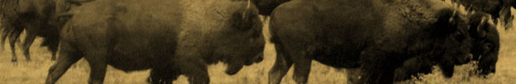 pict-banner-buffalo